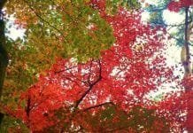 Viajar a Japón en otoño Japón otoño