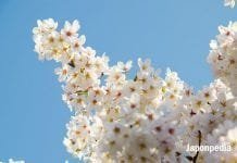 Cerezos en flor de Japón en 2025: previsiones para la floración de sakura 🌸 Cerezos en flor Japón