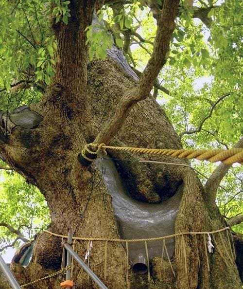 Árboles supervivientes del santuario de Sanno