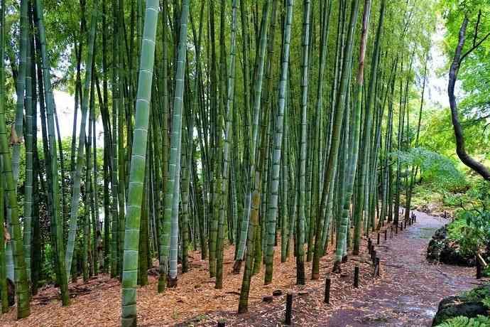 Tonogayato garden. Bambú Tokio