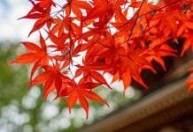 Momiji: otoño en Japón Momiji Japón